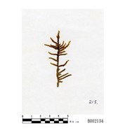 藏品(菲律賓粗枝苔)的圖片